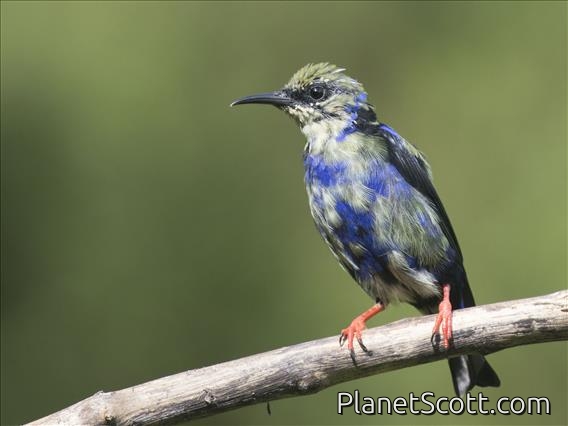Red-legged Honeycreeper (Cyanerpes cyaneus) - Juvenile