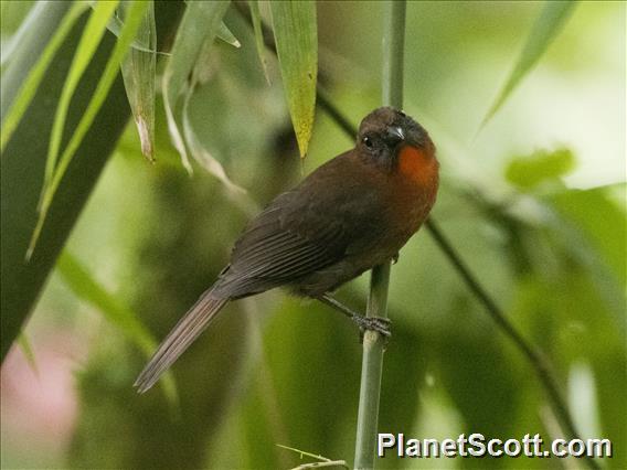 Red-throated Ant-Tanager (Habia fuscicauda)