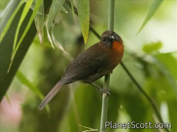 Red-throated Ant-Tanager (Habia fuscicauda)