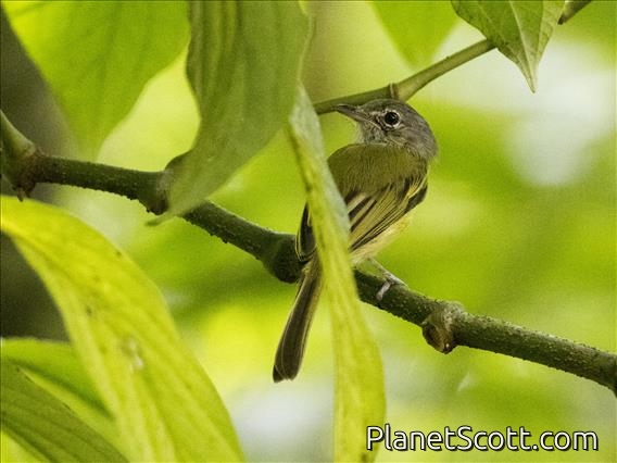 Yellow-winged Flatbill (Tolmomyias flavotectus)