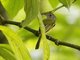 Yellow-winged Flatbill (Tolmomyias flavotectus)