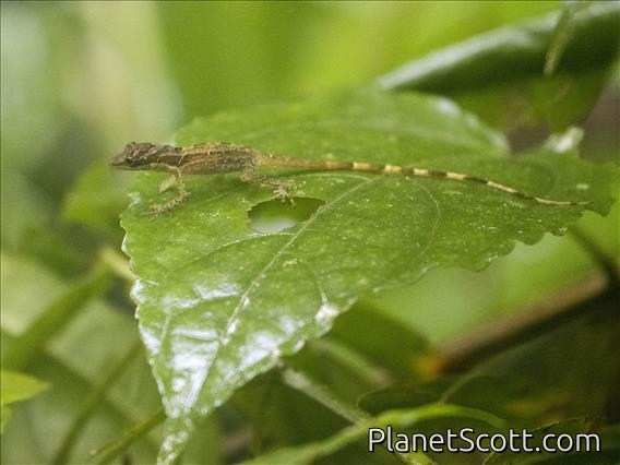 Blue-eyed Anole (Anolis woodi)