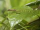 Blue-eyed Anole (Anolis woodi)