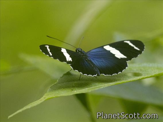 Sara Longwing (Heliconius sara)