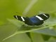 Sara Longwing (Heliconius sara)