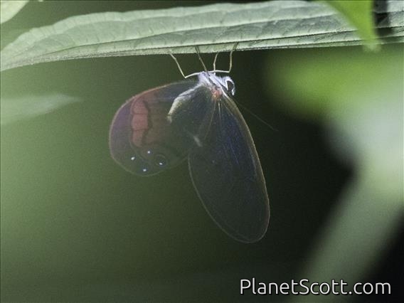 Rusted Clearwing-Satyr (Cithaerias pireta)