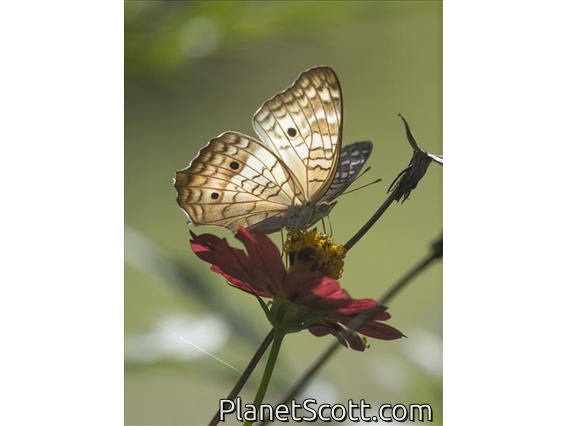 White Peacock (Anartia jatrophae)