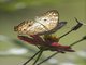 White Peacock (Anartia jatrophae)