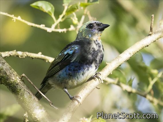 Golden-hooded Tanager (Stilpnia larvata) - Juvenile