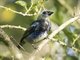 Golden-hooded Tanager (Stilpnia larvata) - Juvenile