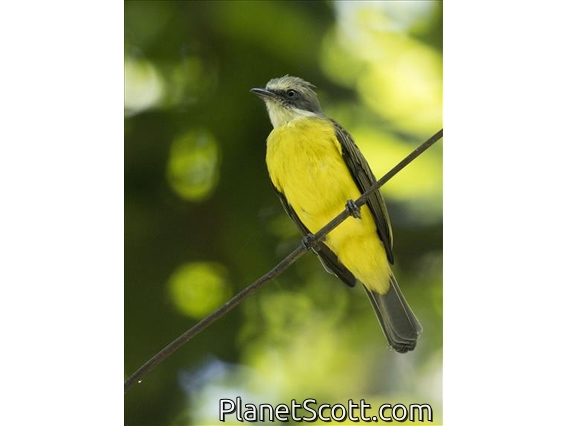 Gray-capped Flycatcher (Myiozetetes granadensis)
