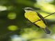 Gray-capped Flycatcher (Myiozetetes granadensis)
