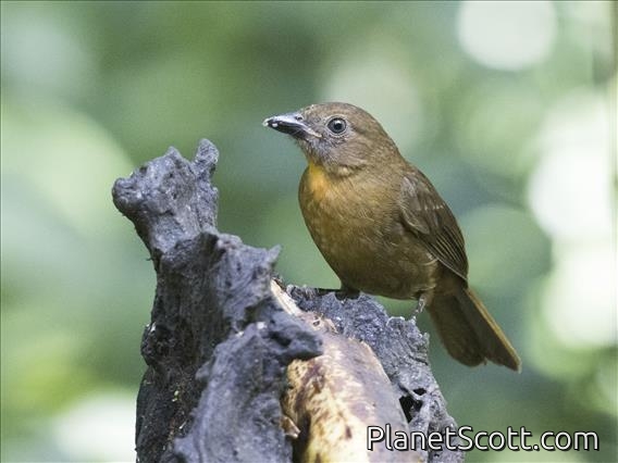 Scarlet-rumped Tanager (Ramphocelus passerinii)