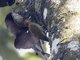 Rufous-winged Woodpecker (Piculus simplex)