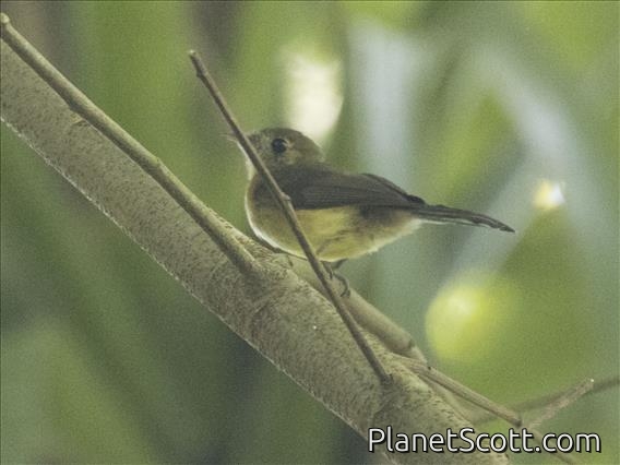 Sulphur-rumped Flycatcher (Myiobius sulphureipygius)