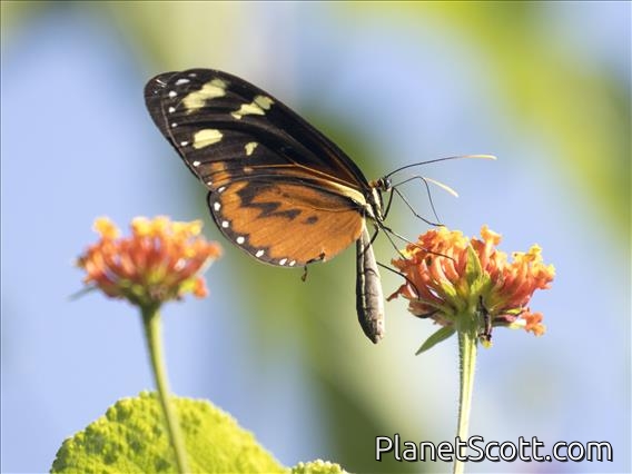 Lysimnia Longwing (Mechanitis lysimnia)
