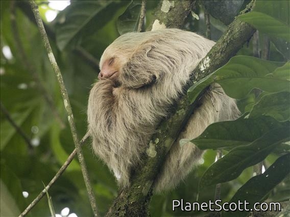Hoffmann's Two-toed Sloth (Choloepus hoffmanni)