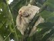 Hoffmann's Two-toed Sloth (Choloepus hoffmanni)