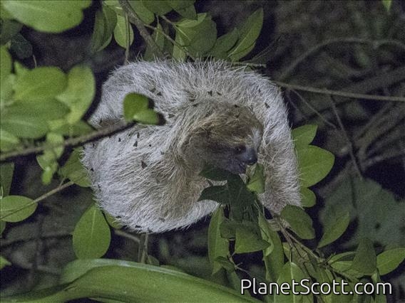 Brown-throated Three-toed Sloth (Bradypus variegatus)
