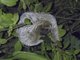 Brown-throated Three-toed Sloth (Bradypus variegatus)