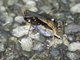 Leaf-litter Toad (Rhinella haematiticus)