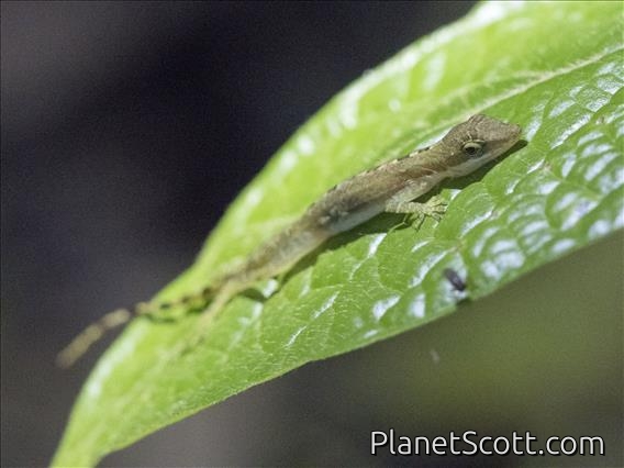 Border Anole (Anolis limifrons)