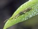 Border Anole (Anolis limifrons)