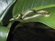 Ornate Cat-eyed Snake (Leptodeira ornata)