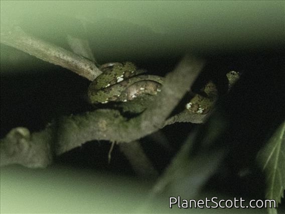 Stejneger's Snail Sucker (Sibon longifrenis)
