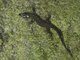 Yellow-spotted Night Lizard (Lepidophyma flavimaculatum)