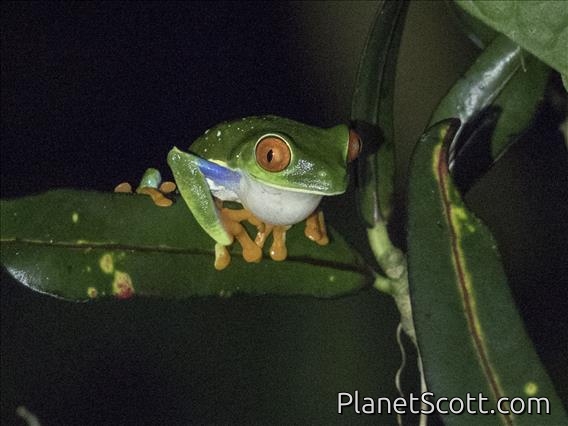 Red-eyed Tree Frog (Agalychnis callidryas)