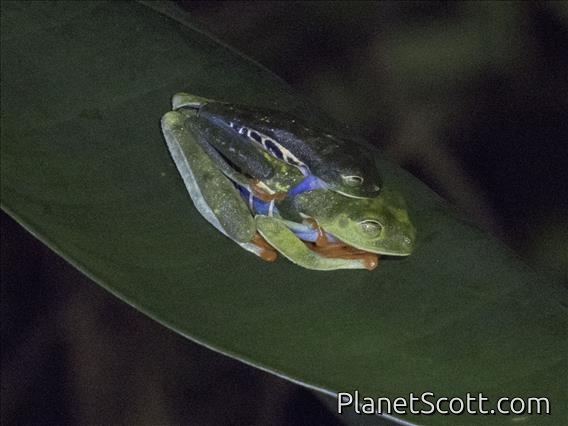 Red-eyed Tree Frog (Agalychnis callidryas)