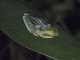 Red-eyed Tree Frog (Agalychnis callidryas)