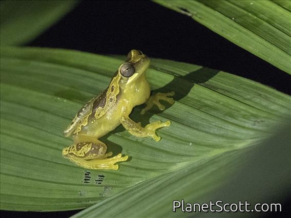 Harlequin Treefrog (Dendropsophus ebraccatus)