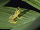 Harlequin Treefrog (Dendropsophus ebraccatus)