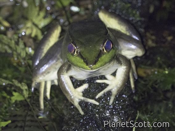 Vaillant's Frog (Lithobates vaillanti)