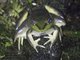 Vaillant's Frog (Lithobates vaillanti)