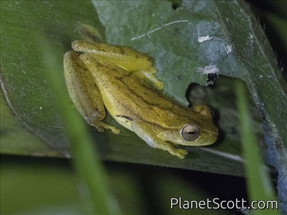 Yellow Treefrog (Dendropsophus microcephalus)