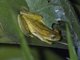 Yellow Treefrog (Dendropsophus microcephalus)