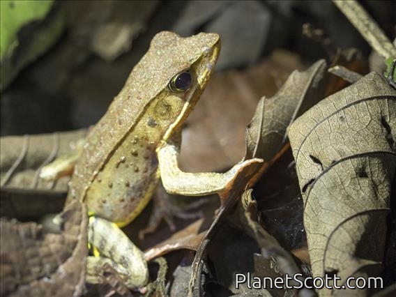 Brilliant Forest Frog (Lithobates warszewitschii)