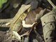 Brilliant Forest Frog (Lithobates warszewitschii)