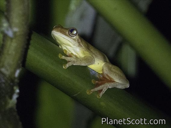 Mahogany Tree Frog (Tlalocohyla loquax)