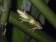 Mahogany Tree Frog (Tlalocohyla loquax)