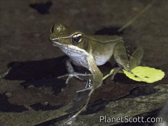 Brilliant Forest Frog (Lithobates warszewitschii)