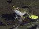 Brilliant Forest Frog (Lithobates warszewitschii)