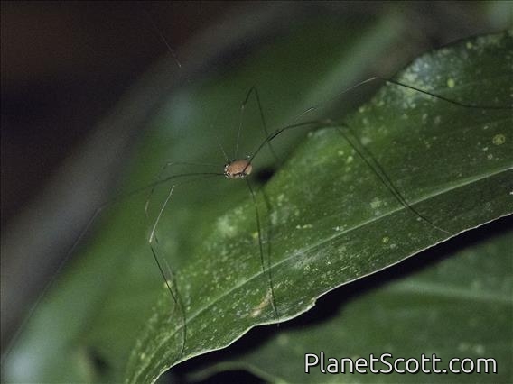 Harvestman (Sclerosomatidae sp)