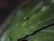 Harvestman (Sclerosomatidae sp)
