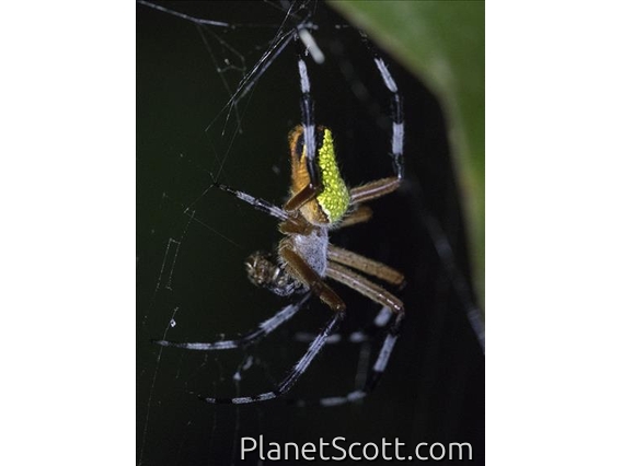 Pretty Orbweaver (Eriophora nephiloides)