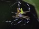 Pretty Orbweaver (Eriophora nephiloides)