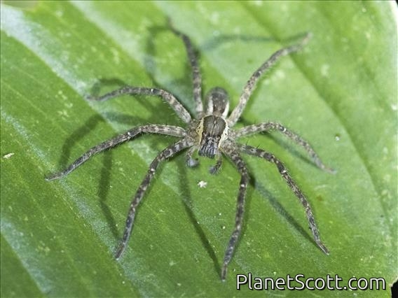 Tiger Bromeliad Spider (Cupiennius salei)